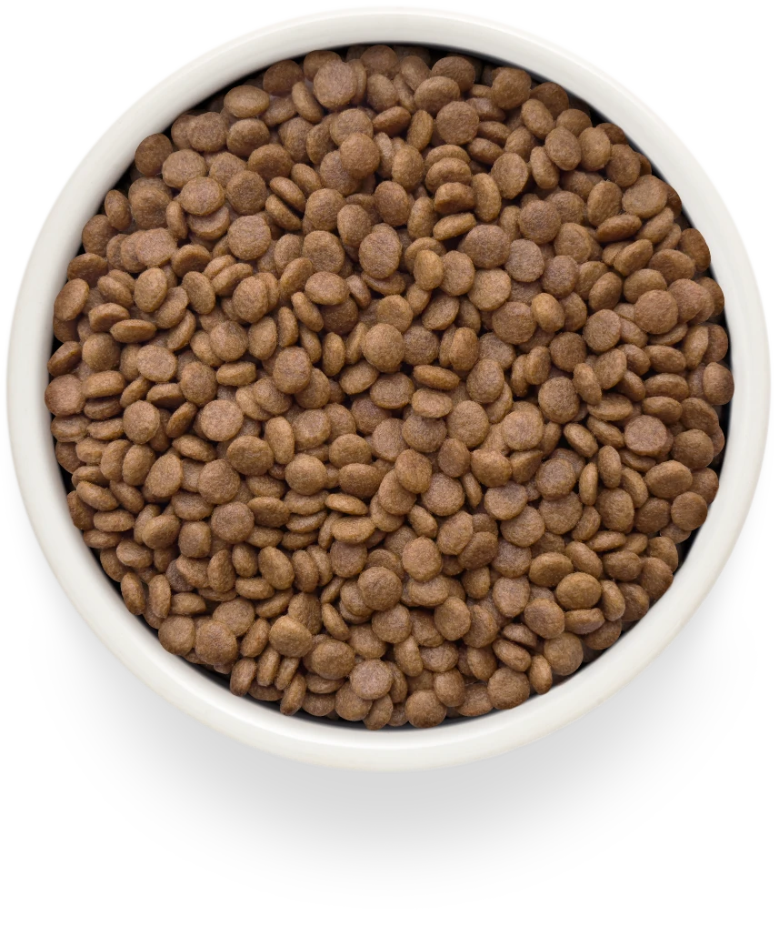 Grandorf Fresh Salmon Adult Sterilized Świeży Łosoś dla Kotów Sterylizowanych <span class="dynamic-weight">0.4 kg</span> - obrazek 2