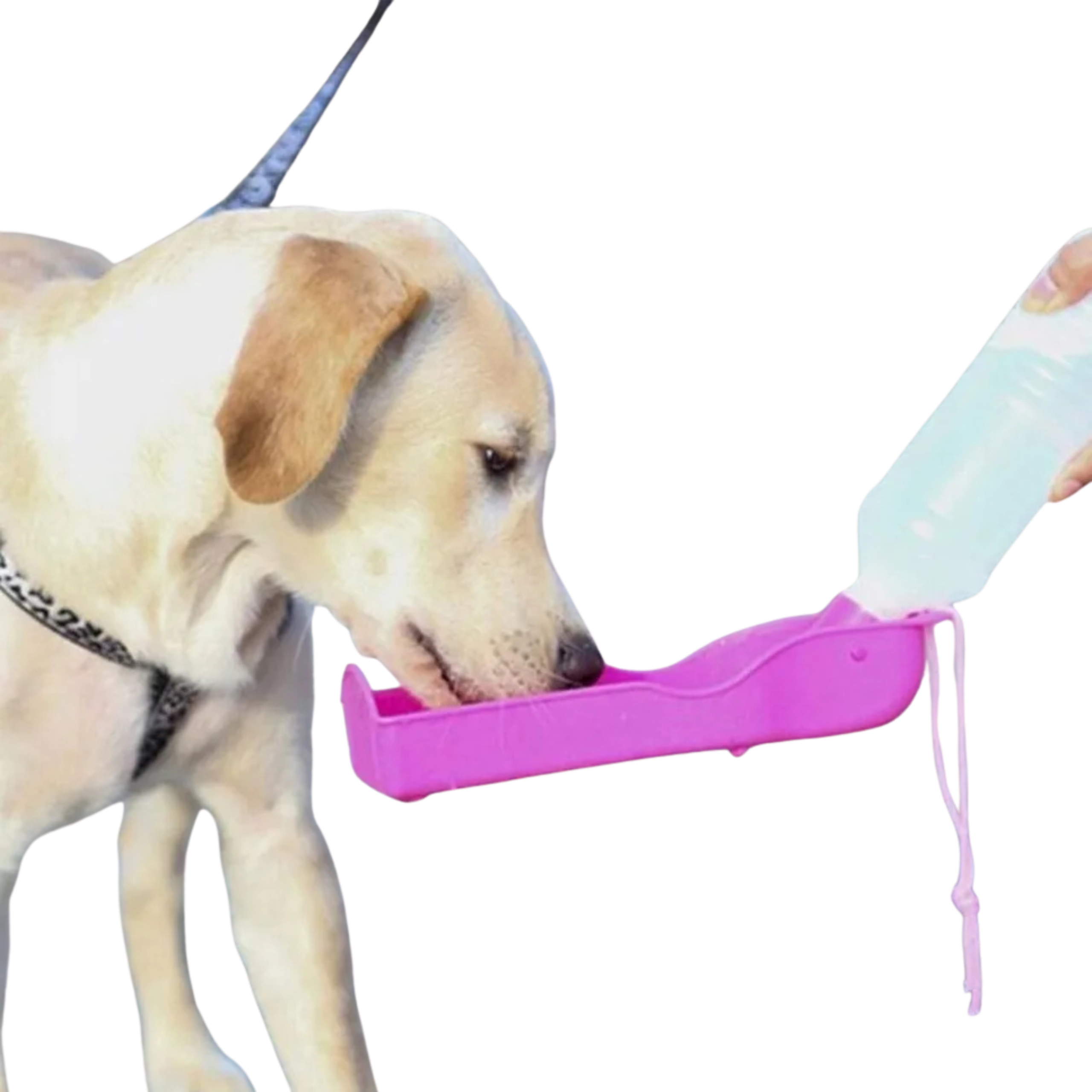 BIDON TURYSTYCZNY BUTELKA NA WODĘ DLA PSA KOTA 500ML - obrazek 3