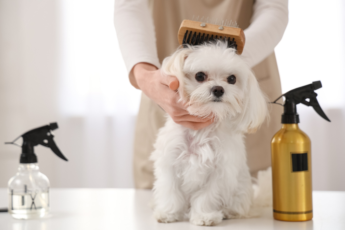 Sierść psa – jak o nią dbać i jak często kąpać psa