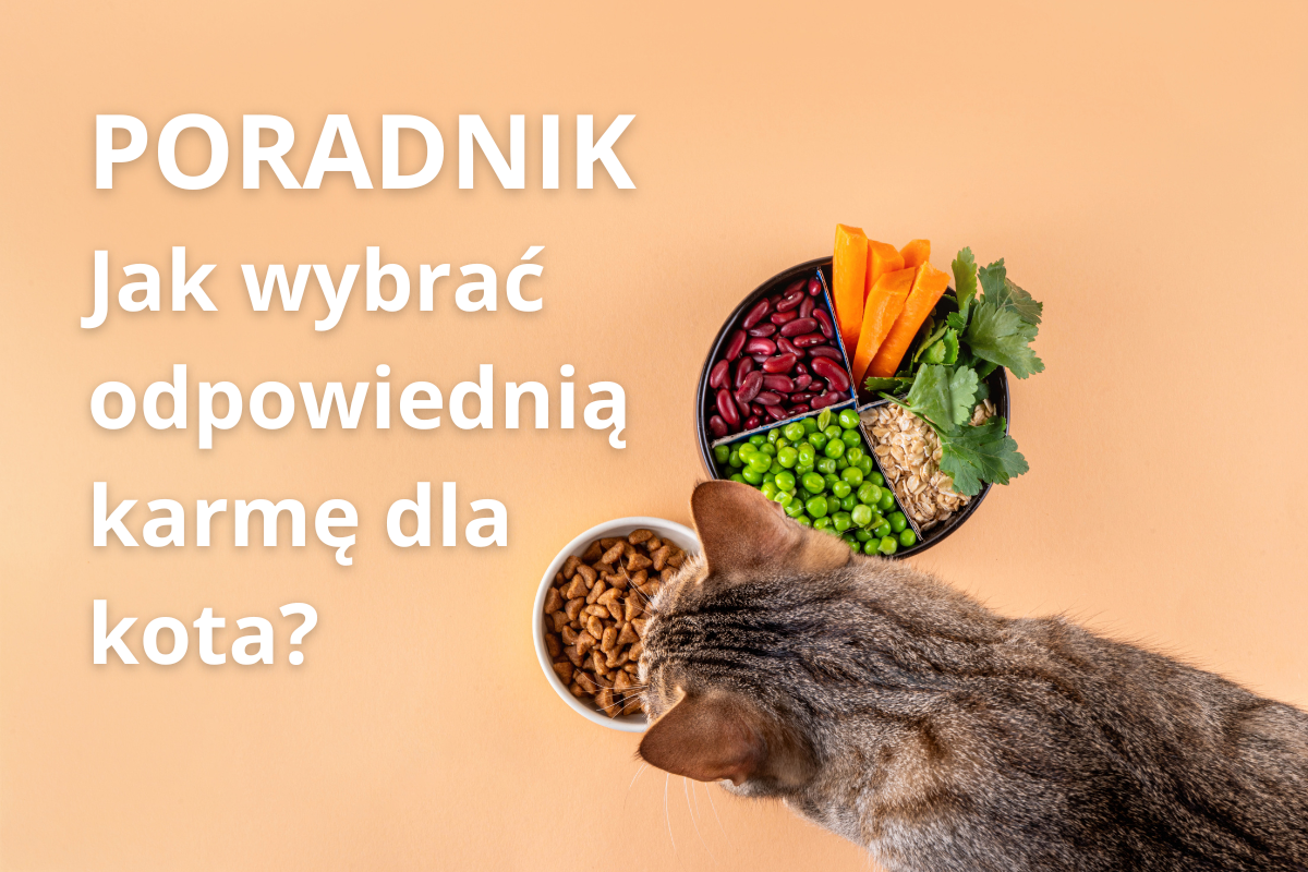 Jaką karmę dla kota wybrać? Poradnik dla właścicieli